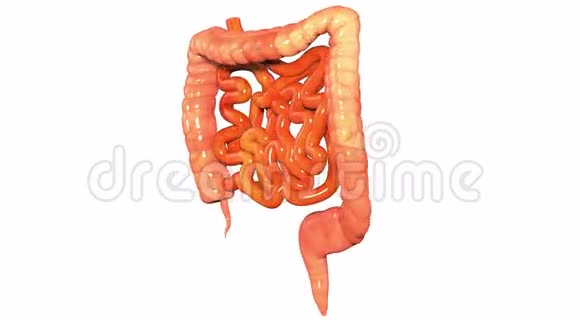 人体器官大小肠视频的预览图