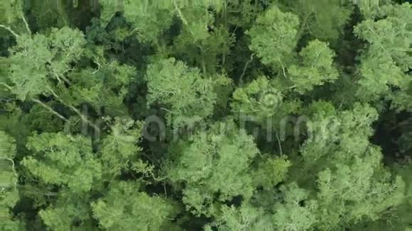 在乡村风景中飞越美丽的绿色森林山视频的预览图