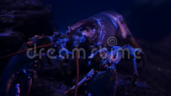 水族馆里的龙虾视频的预览图