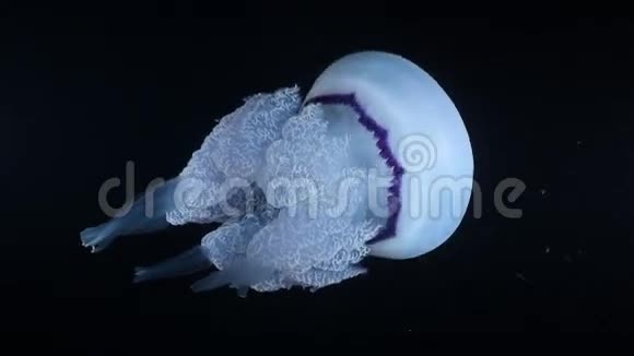 水母夜间视频的预览图