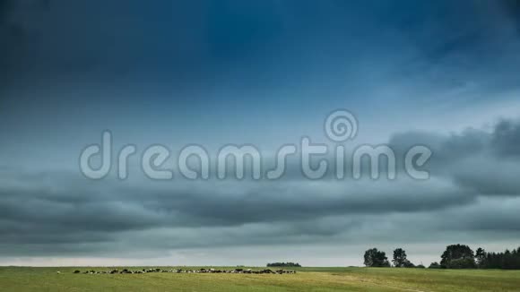 风景优美的天空下夏季乡村草甸景观的时间流逝傍晚在绿色牧场放牧的牛群视频的预览图