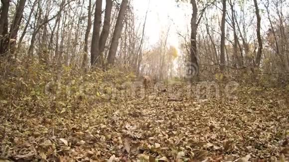 狗沿着秋天的叶子在树间的路上奔跑视频的预览图