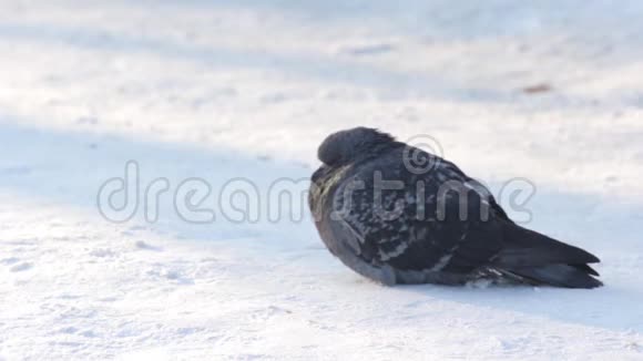 冬天在雪地里鸽子基辅乌克兰视频的预览图