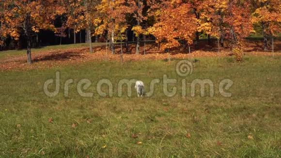 金毛猎犬在秋天公园的草地上奔跑视频的预览图