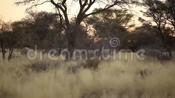 非洲大草原上的一群犀牛视频的预览图