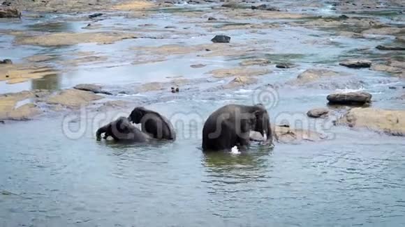 大象妈妈带着两头小象在阳光明媚的日子里在河里洗澡长鼻子溅起水花视频的预览图
