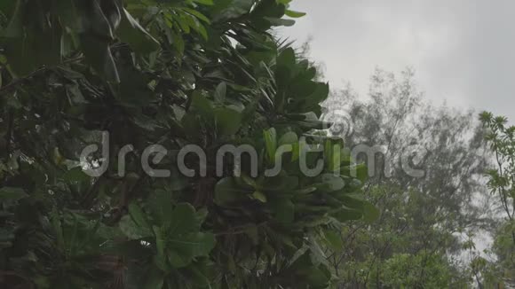 雨滴落在热带树的绿叶上视频的预览图