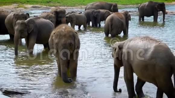 一群大象在大自然中浇水动物在夏天喝凉水视频的预览图