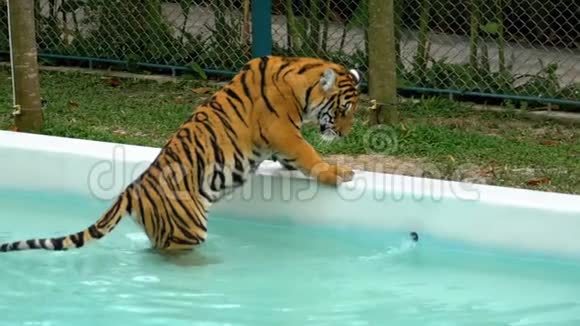 动物园里的老虎沉浸在一个有水的游泳池里拿着他的爪子玩水泰国视频的预览图