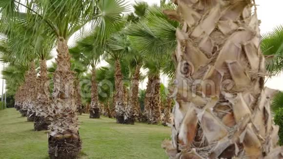 天堂岛上多风的一天童话般的棕榈树林视频的预览图