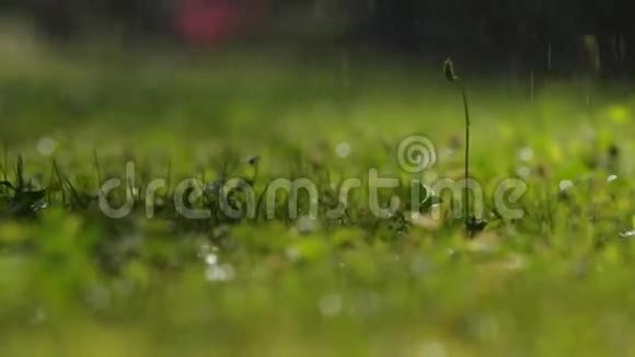 雨落在草地上视频的预览图