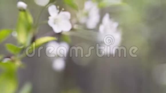 春天里一枝盛开的苹果树有着轻风盛开着美丽白花的苹果视频的预览图
