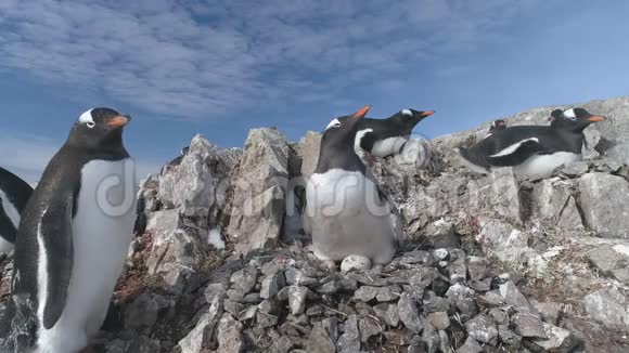 南极洲企鹅争夺鹅卵石巢视频的预览图