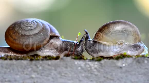 两只蜗牛在墙上相遇展现爱的概念视频的预览图