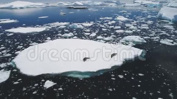 南极峭壁海豹休息冰山鸟瞰视频的预览图