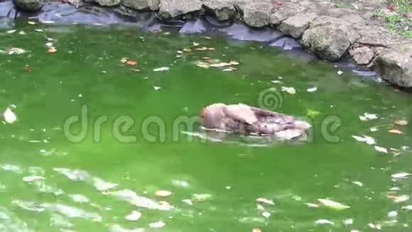 幼鸭溅绿水塘视频的预览图
