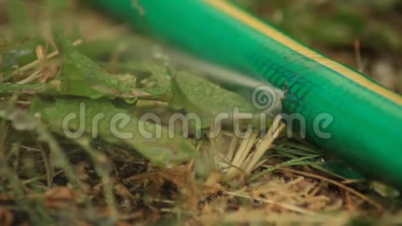 漏水在花园里的软管上形成橡胶管或孔视频的预览图