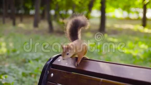 可爱的红松鼠坐在公园里视频的预览图