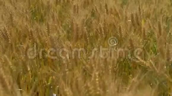 麦穗迎风在田里摆动动作缓慢谷物的收获小麦金穗的运动视频的预览图