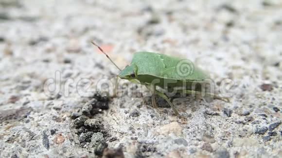 水泥上的绿盾甲虫视频的预览图
