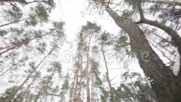 冬天森林里的树梢天旋地转视频的预览图