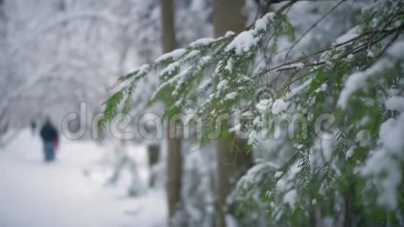 雪中的树枝云杉一个人走了视频的预览图