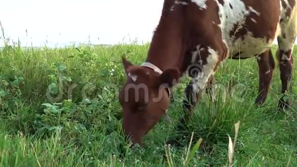 红牛在靠近大海的草地上觅食视频的预览图