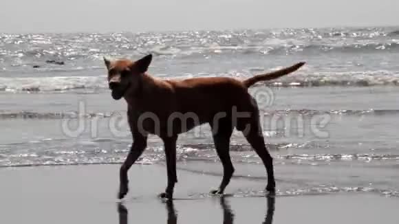 红发流浪狗走在风景如画的马拉巴尔海岸视频的预览图