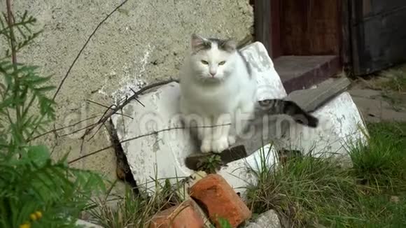 很漂亮的猫猫坐在院子里仔细地环顾四周视频的预览图