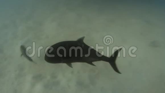 海底的大黑鱼视频的预览图