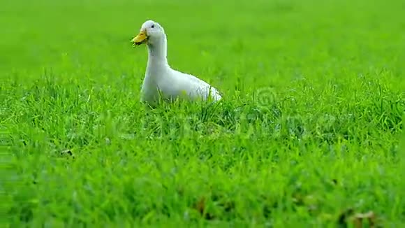鸭子在草地上散步视频的预览图