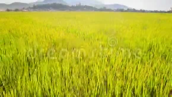 花环上的金发美女走在绿色的稻田里视频的预览图