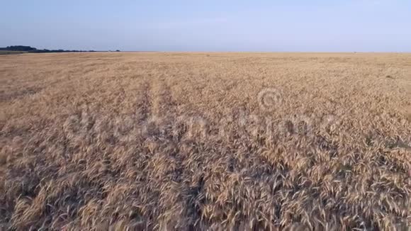 空中摄影在成熟的小麦上低飞蓝色明亮的天空日落视频的预览图