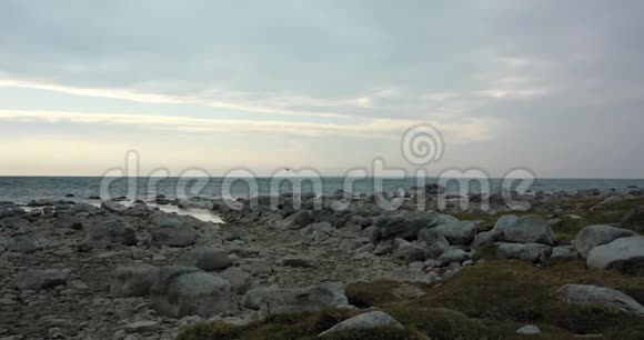 春天午后的海景前景是巨石和褐色的草地海鸥在背景中潜水捕鱼视频的预览图