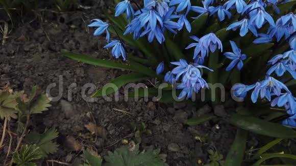 花园里的蓝色花朵被风吹动视频的预览图