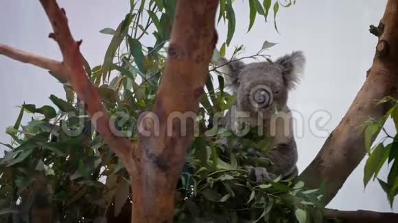 动物园里可爱的考拉在树林里吃桉树叶子的慢动作视频的预览图