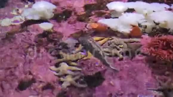 海星上空的米色大鱼视频的预览图