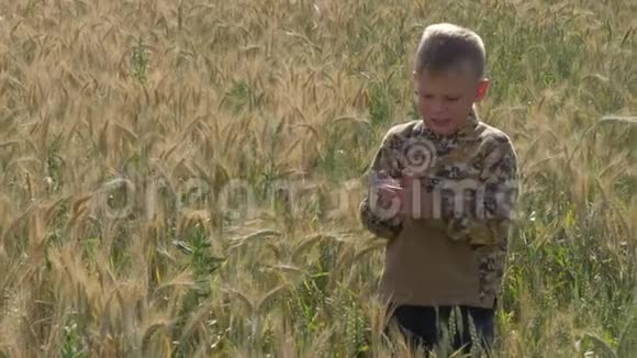 男孩走在粮田上吃小穗视频的预览图