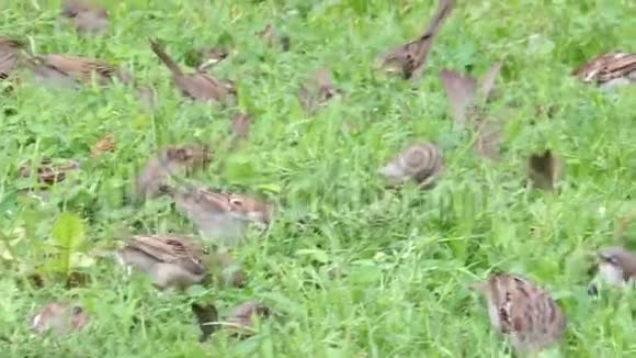 多只树麻雀在田野的草地上跳跃视频的预览图