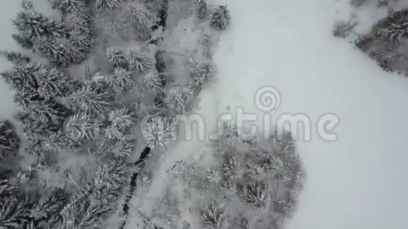 鸟瞰冬季云杉雪林低飞过一条被雪覆盖的河流和松树野生动物的美丽视频的预览图