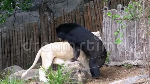 开封动物园的白虎舔黑熊泰国视频的预览图