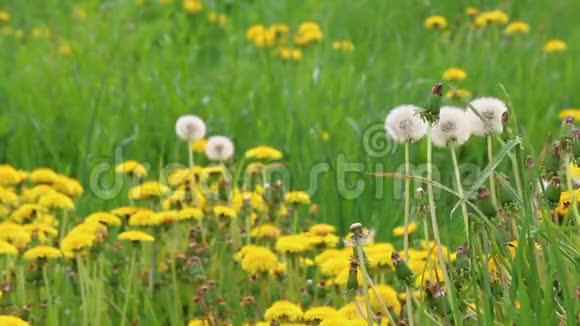 三个蓬松的蒲公英在一个开花的草地背景下视频的预览图