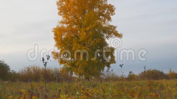 秋日草地上有黄叶的老高杨视频的预览图