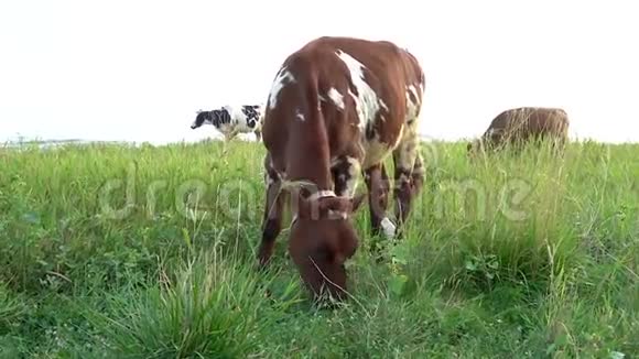 红牛在靠近大海的草地上觅食视频的预览图