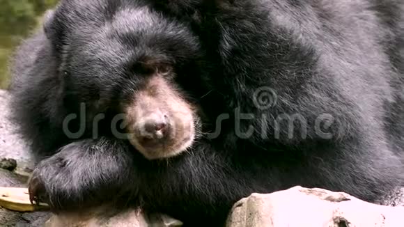 亚洲黑熊熊熊喜玛拉雅黑熊睡觉视频的预览图