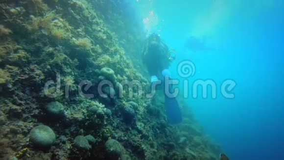 潜水员在水下的新珊瑚礁视频的预览图