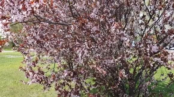 粉花梅树枝红杉在春天季节视频的预览图