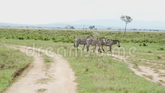 三只斑马沿着这条路走在热带草原的之间视频的预览图