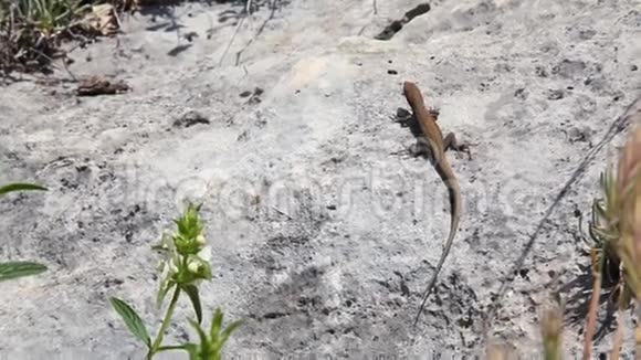 蜥蜴自然石热视频的预览图