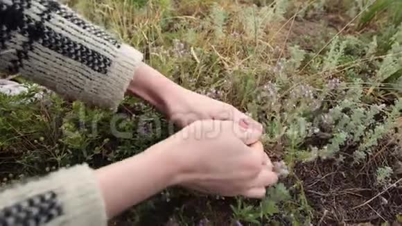 女人的手拿起新鲜的绿色百里香紫色的花生长在草地上视频的预览图